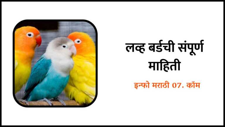 Love birds information in Marathi