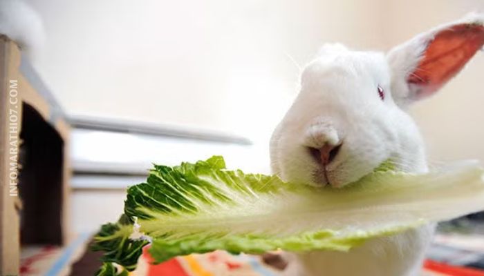 Rabbit food in Marathi
