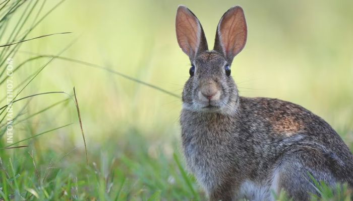 The age of the rabbit in Marathi