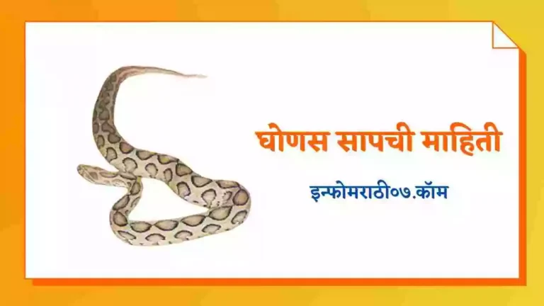 Ghonas Snake Information in Marathi