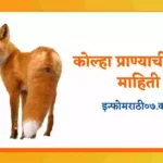  Fox Information in Marathi