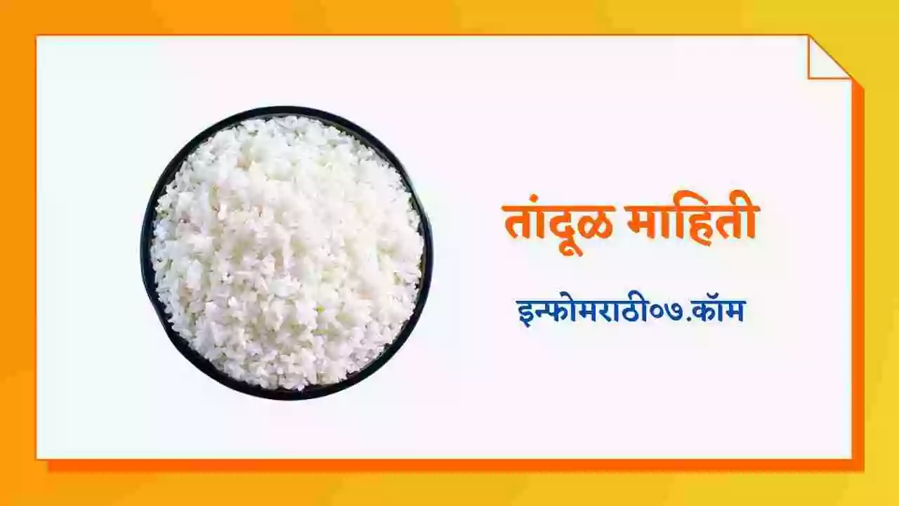 तांदूळ माहिती Rice Information in Marathi