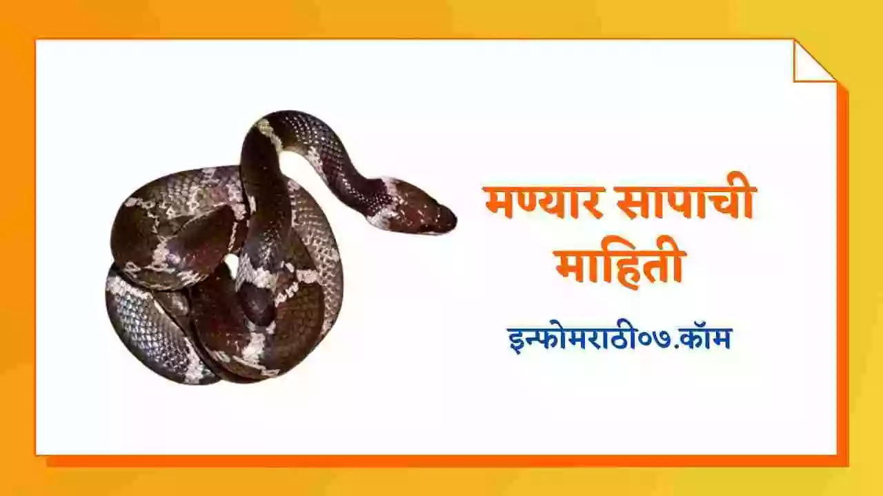मण्यार सापाची माहिती Manyar Snake Information in Marathi