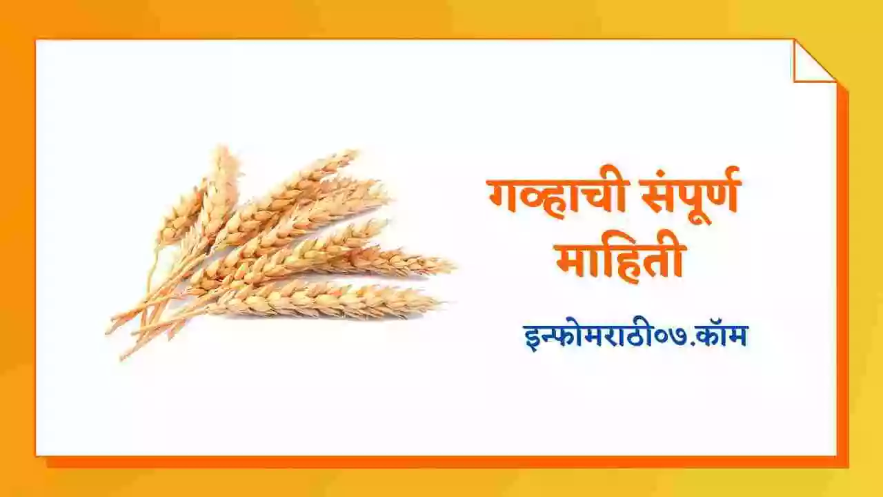 wheat-information-in-marathi