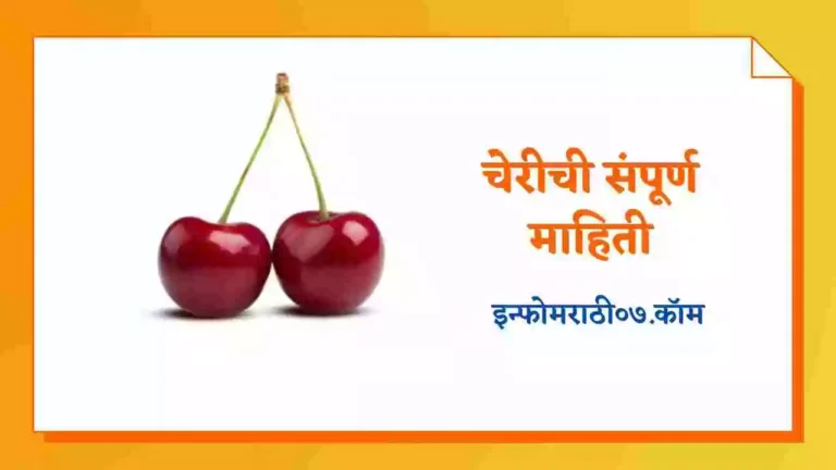 Cherry Information in Marathi