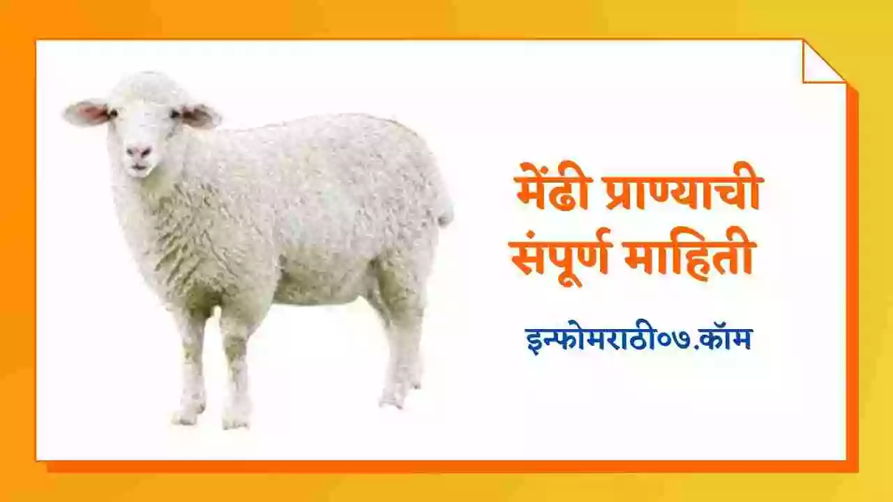 sheep-information-in-marathi