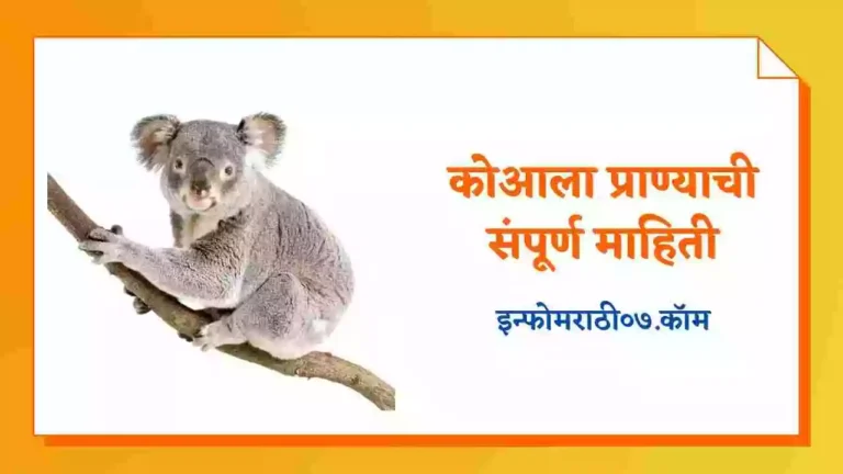 Koala Animal Information in Marathi