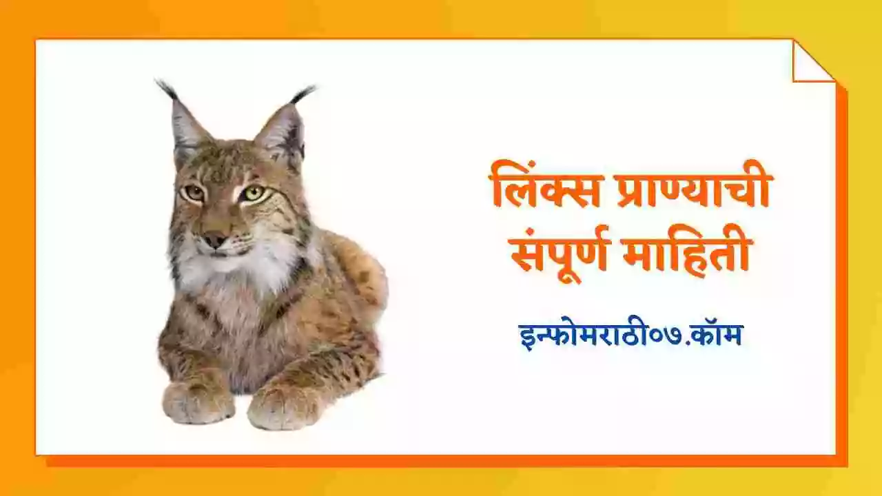लिंक्स प्राण्याची संपूर्ण माहिती Lynx Animal Information in Marathi