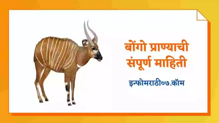Bongo Animal Information in Marathi