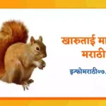 Squirrel Information in Marathi