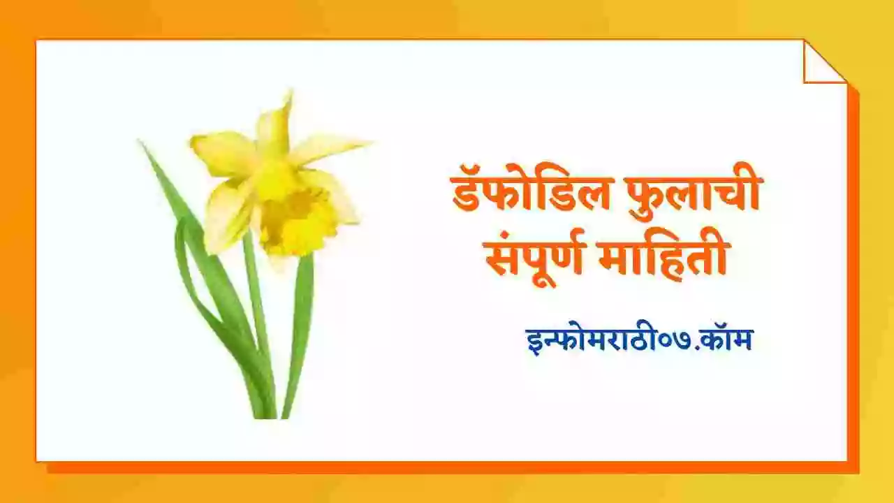डॅफोडिल फुलाची संपूर्ण माहिती Daffodil Flower Information in Marathi