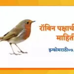 Robin Bird Information in Marathi