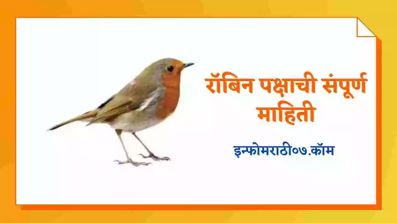 रॉबिन पक्षाची संपूर्ण माहिती Robin Bird Information in Marathi