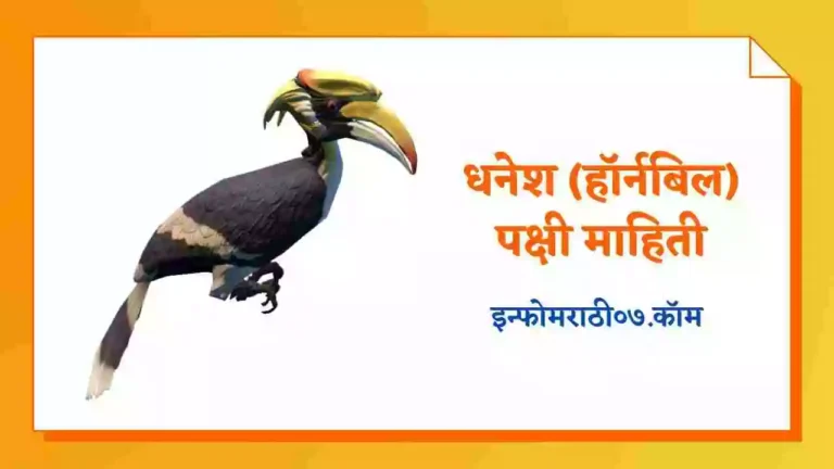 Hornbill Bird Information in Marathi