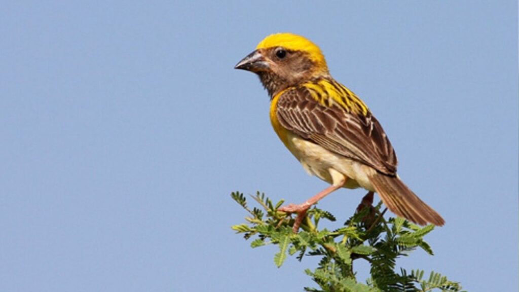 Sugran Bird Information in Marathi