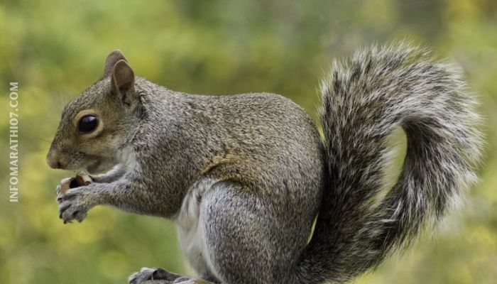 Habits of Squirrel in Marathi