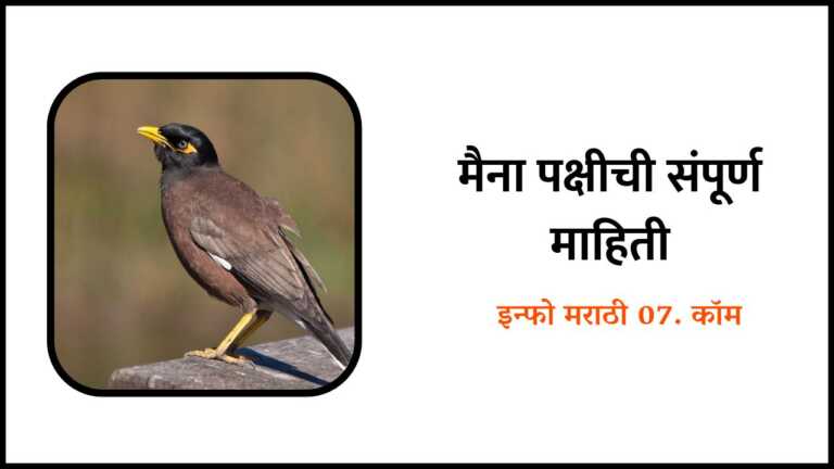 Myna Bird Information in Marathi