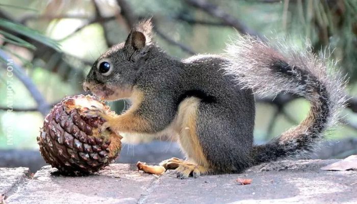 Squirrel diet in Marathi