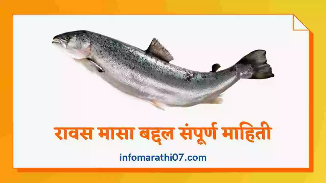 रावस मासा बद्दल संपूर्ण माहिती Salmon Fish in Marathi