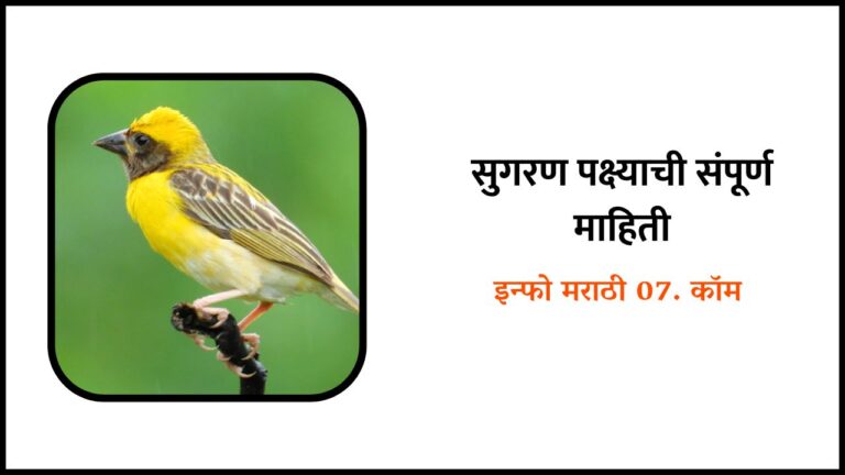 Sugran Bird Information in Marathi
