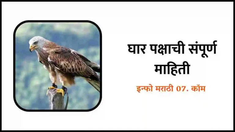 Kite Bird Information in Marathi