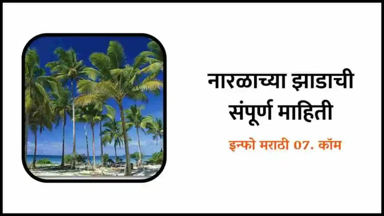 Coconut Tree Information In Marathi