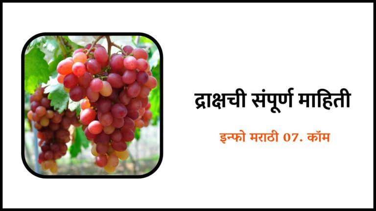 Grapes Fruit Information In Marathi