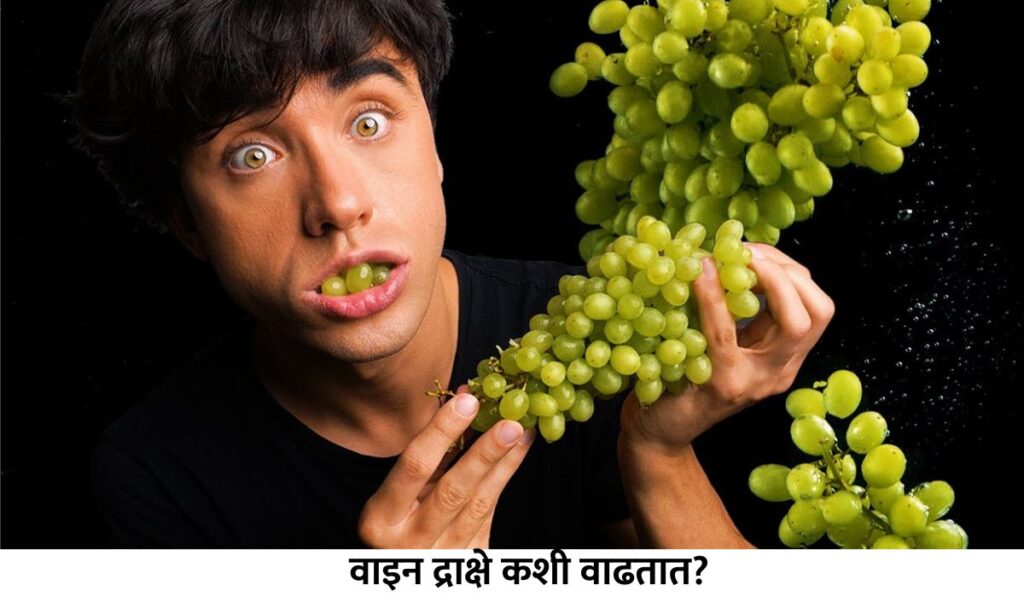How to eat grapes in Marathi