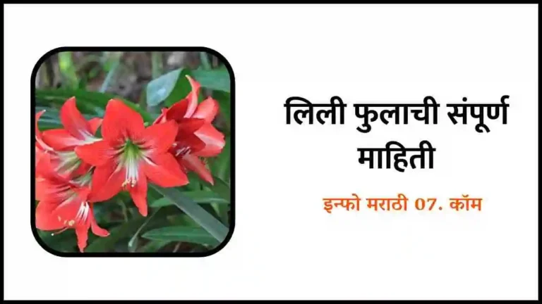 Lily Flower Information in Marathi