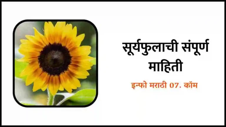 Sunflower Information in Marathi