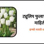 Tulip Flower information in Marathi