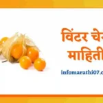 Winter Cherry Information in Marathi