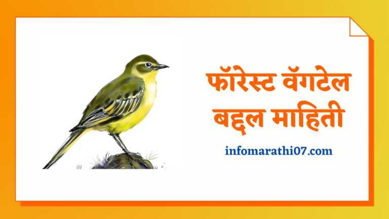 Forest Wagtail Information in Marathi
