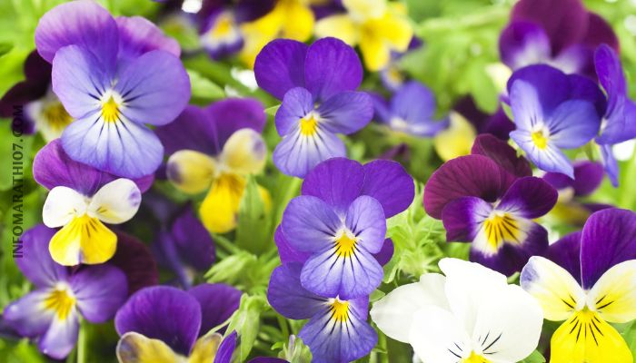 How to care for a pansy flower plant