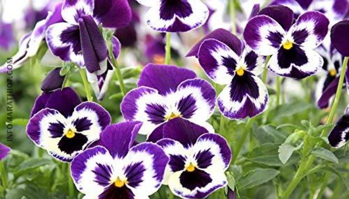How to grow a pansy flower plant