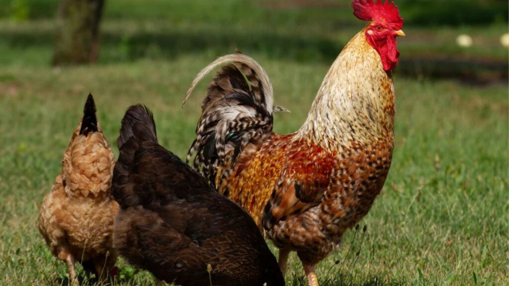 Breeds of Hen in our country in Marathi