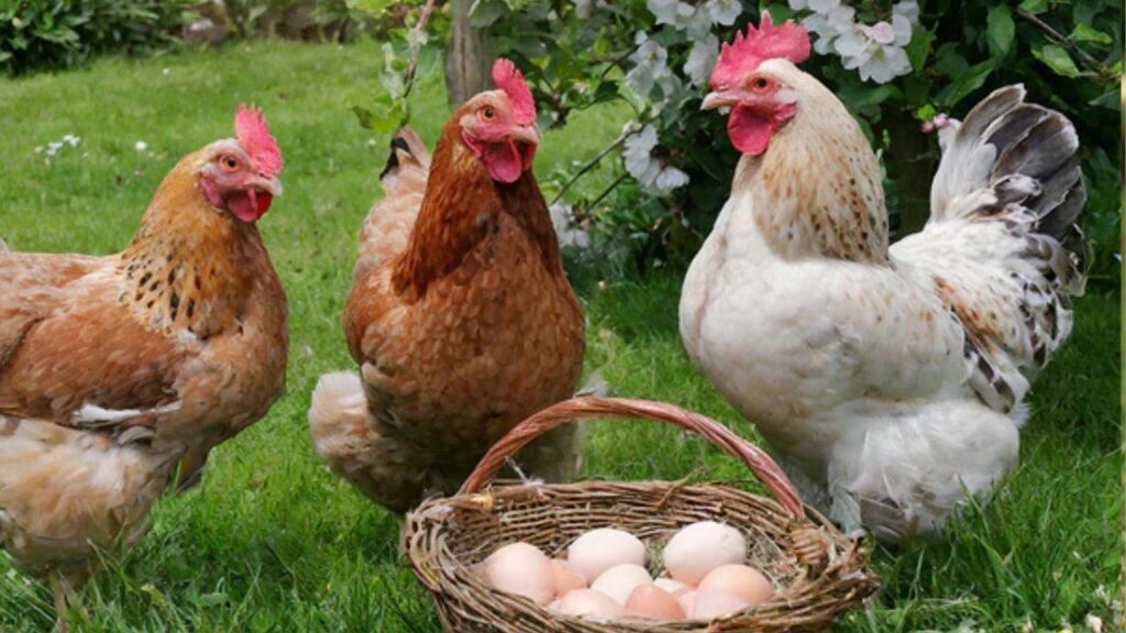The Hen or the egg came first in Marathi?