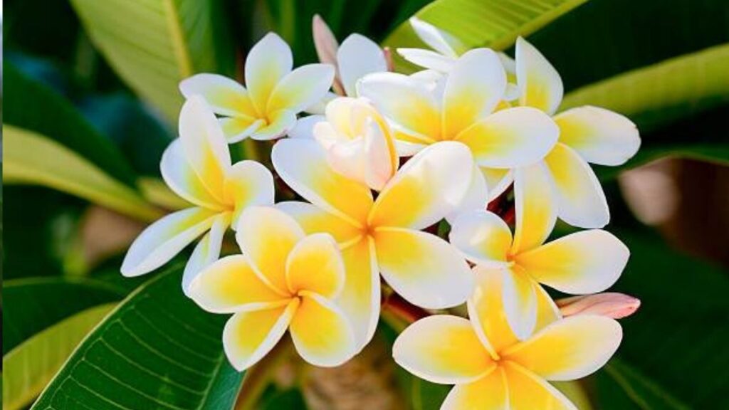 Chafa flower information in Marathi