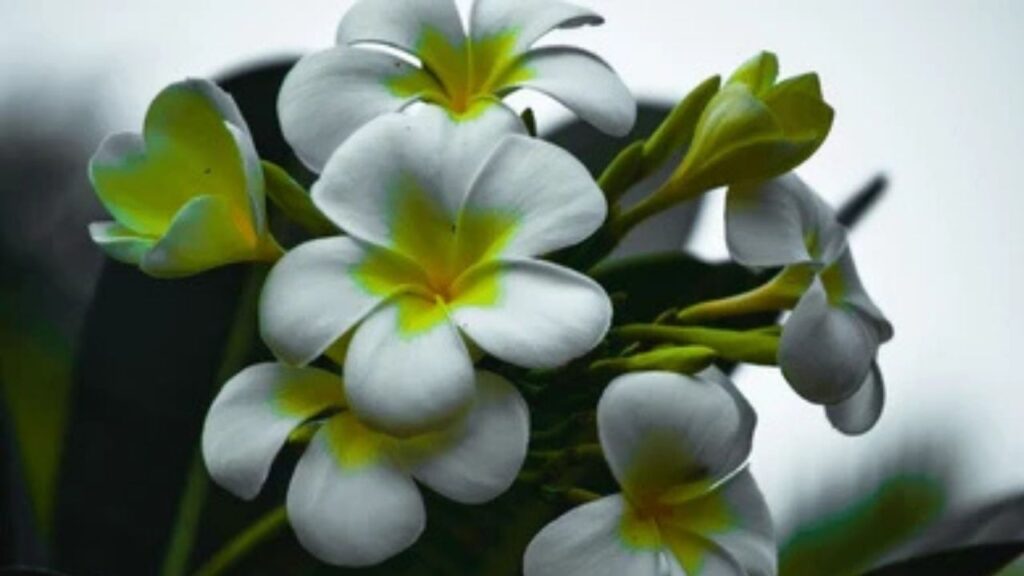 Chafa flower information in Marathi