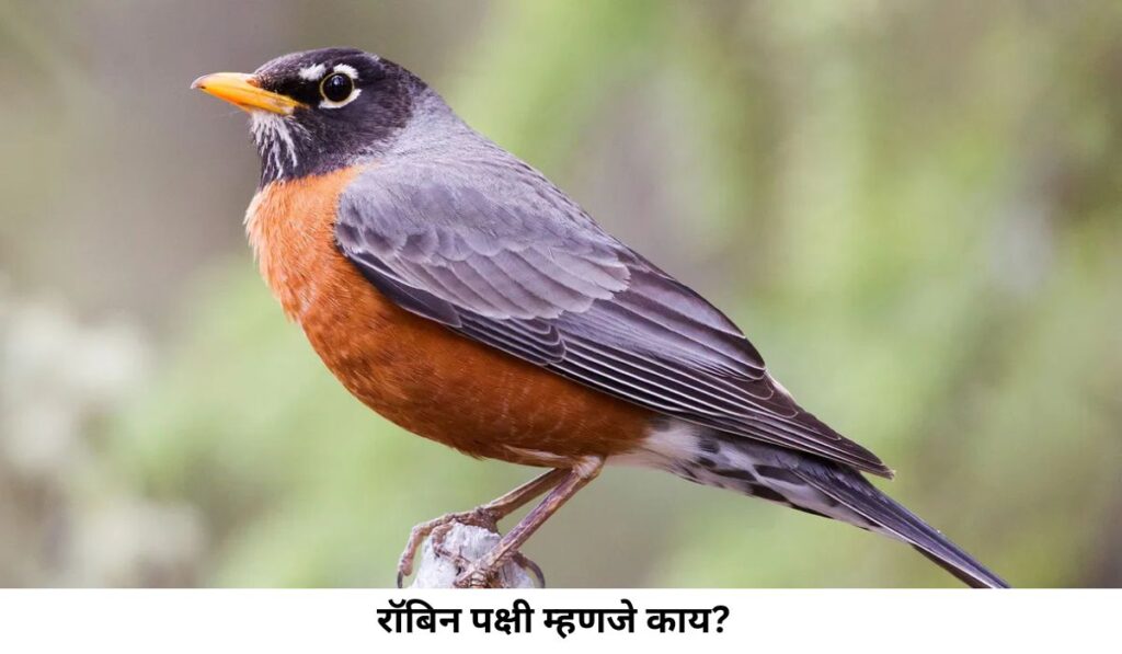 What is a robin bird in Marathi