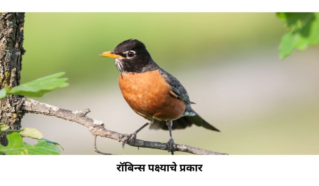 Types of robins bird in Marathi