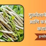 Gulvel Benefits In Marathi