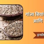 Hemp Seeds in Marathi